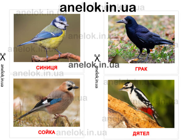 Картки Домана Птахи України